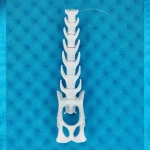 Movable Lumbar Spine with Pelvis - Feline