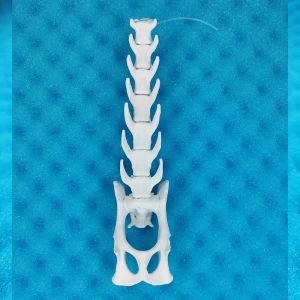Movable Lumbar Spine with Pelvis - Feline