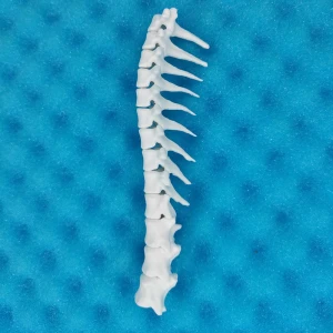 Static Thoracic Spine - Feline