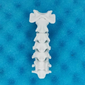 Static Cervical Spine - Feline