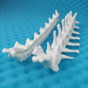 Lumbar Vertebrae - Canine