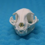 Cat - Skull