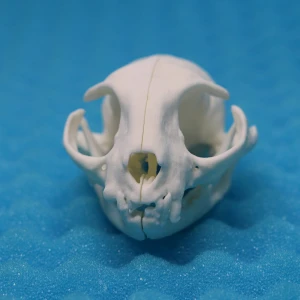 Cat - Skull