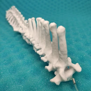 Spine of the French Bulldog with multiple degenerative changes - Movable Model