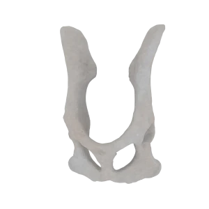Pelvis - Feline