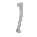 Humerus - Feline