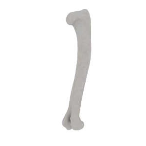Humerus - Feline
