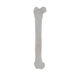 Femur - Feline