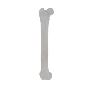 Femur - Feline