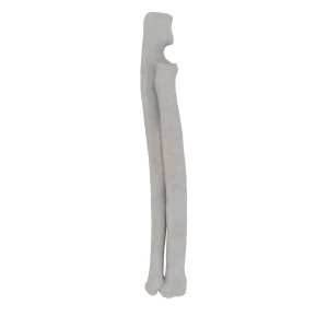 Radius and Ulna - Feline