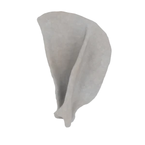 Scapula - Feline