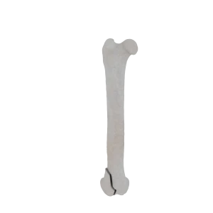 Femur - Feline - Fracture 33-B2 acc. to AOVet