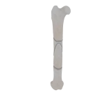 Femur - Feline - Fracture 32-C1 acc. to AOVet