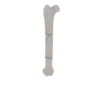 Femur - Feline - Fracture 32-C1 acc. to AOVet