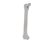 Femur - Feline - Fracture 31-B1 acc. to AOVet