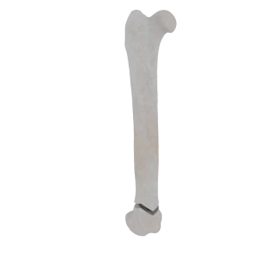 Femur - Feline - Fracture 33-A1 acc. to AOVet