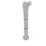 Femur - Feline - Fracture 32-C2 acc. to AOVet