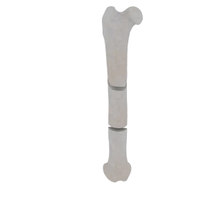 Femur - Feline - Fracture 32-C2 acc. to AOVet