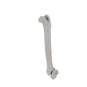 Femur - Feline - Fracture 33-B3 acc. to AOVet