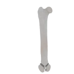 Femur - Feline - Fracture 33-C1 acc. to AOVet