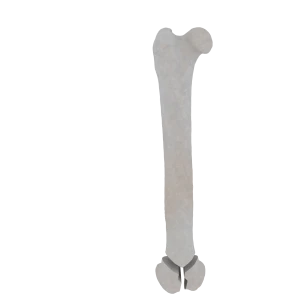 Femur - Feline - Fracture 33-C1 acc. to AOVet