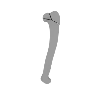 Humerus - Feline - Fracture 11-C2 acc. to AOVet