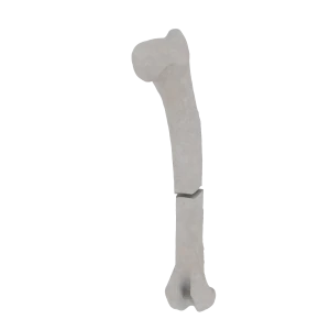 Humerus - Feline - Fracture 12-A3 acc. to AOVet