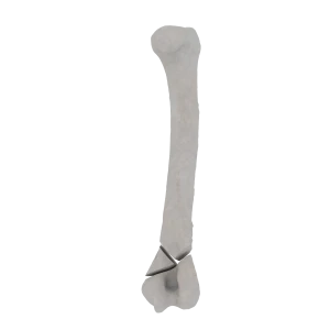 Humerus - Feline - Fracture 13-A2 acc. to AOVet