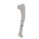 Humerus - Feline - Fracture 12-B1 acc. to AOVet