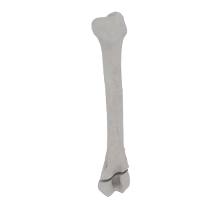 Humerus - Feline - Fracture 13-A1 acc. to AOVet