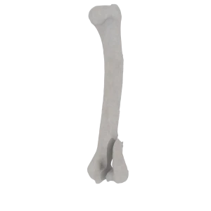 Humerus - Feline - Fracture 13-B2 acc. to AOVet