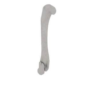 Humerus - Feline - Fracture 13-B1 acc. to AOVet