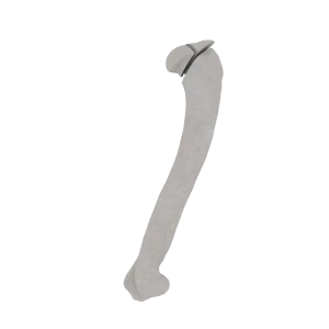 Humerus - Feline - Fracture 11-C3 acc. to AOVet