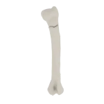 Humerus - Feline - Fracture 11-A2 acc. to AOVet