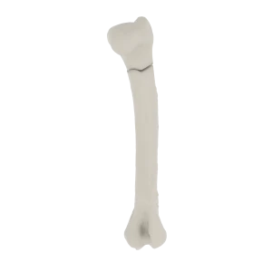 Humerus - Feline - Fracture 11-A2 acc. to AOVet
