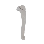 Humerus - Feline - Fracture 11-A1 acc. to AOVet