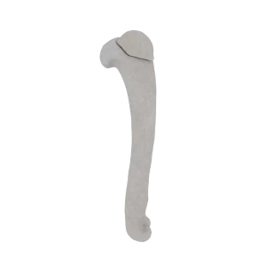 Humerus - Feline - Fracture 11-A1 acc. to AOVet