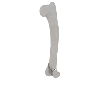 Humerus - Feline - 13-C1 acc. to AOVet (Type Y)