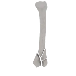 Humerus - Feline - 13-C2 acc. to AOVet
