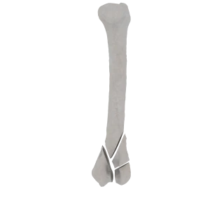 Humerus - Feline - 13-C2 acc. to AOVet
