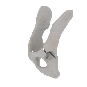 Pelvis - Feline - Acetabular Fracture I