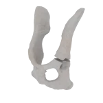 Pelvis - Feline - Acetabular Fracture II
