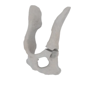 Pelvis - Feline - Acetabular Fracture II