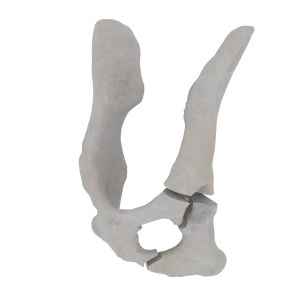 Pelvis - Feline - Acetabular Fracture (T-shape)