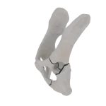 Pelvis - Feline - Multiple Fracture I