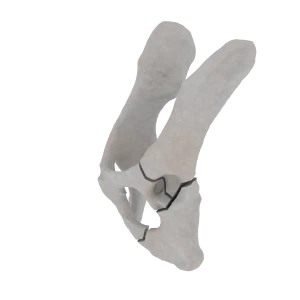 Pelvis - Feline - Multiple Fracture I