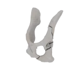 Pelvis - Feline - Multiple Fracture II