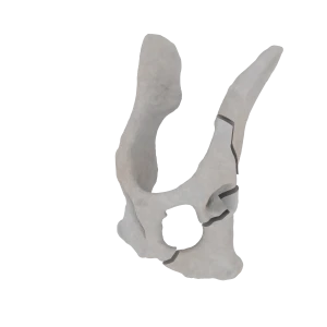 Pelvis - Feline - Multiple Fracture II