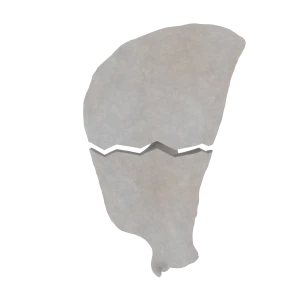 Scapula - Feline - Transverse fracture of scapular body