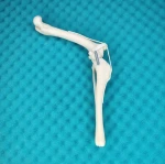 Stifle Joint - Canine - Movable Model